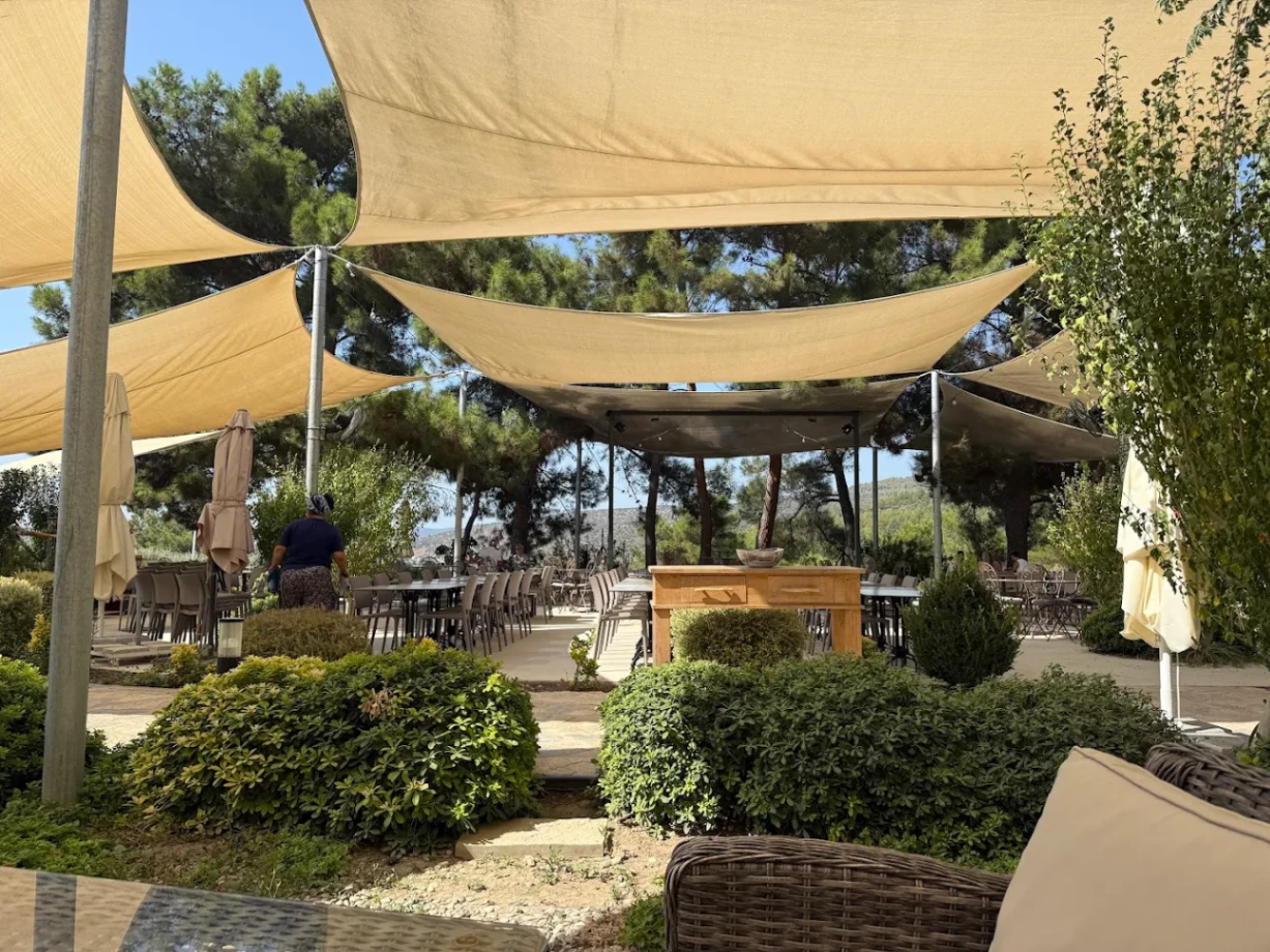 Bodrum’da Huzurlu bir Bağda Şarap Tadımı 🍷🌿